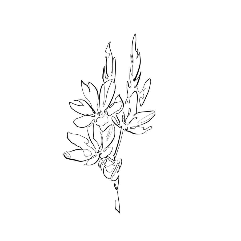 gezeichnete blume die passend ist zum thema werbevideo erstllen lassen